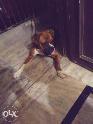 1 year old boxer for sell