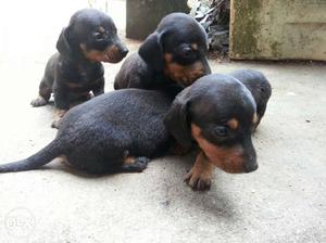30 days old dashund puppies for urgent sale.each puppy