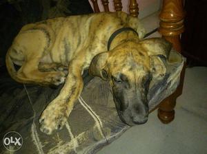 4 Month Old Greatdane High Active...intrested