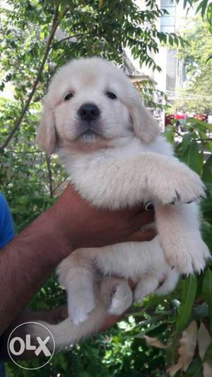 Adorable Golden retriever puppies at extremely