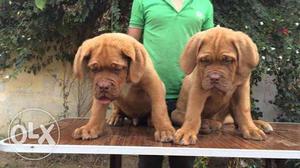 All type puppy sell in low price call now