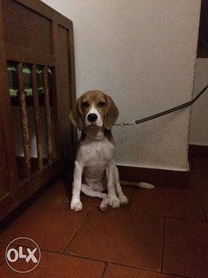 Beagle 1yr Healthy male. Fully vaccinated