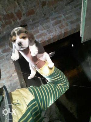 Beagle pupp for sale