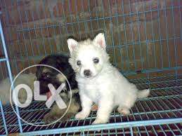 Best male pomerian puppies available only at Mr. Dog