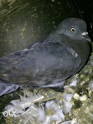 Black And Gray Pigeon