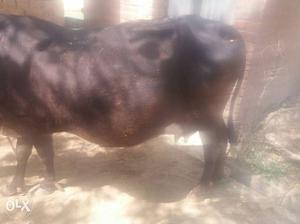 Black Cow In Patiala