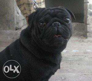 Black Pug In Orai