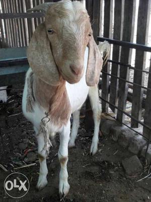 Boer goat in very good condition