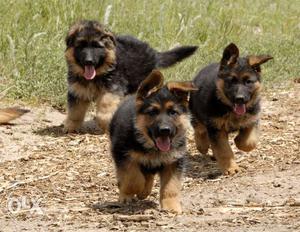Brown And Tan German Shepherd Puppies for sale in Lucknow.