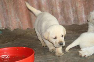Champion line puppies available male  Female
