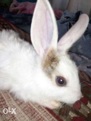 Cute baby rabbit male female available