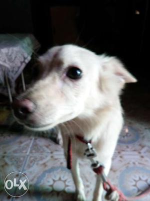 Cute pomelian doggy available female