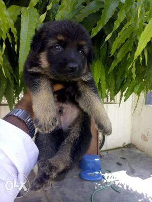 Dark color German Shepherd puppies available