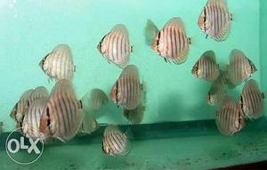 Discus babies red torquise great condition.