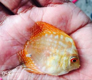 Discus for sale. Quality Red maps 1.5+ inch. 20 pieces.