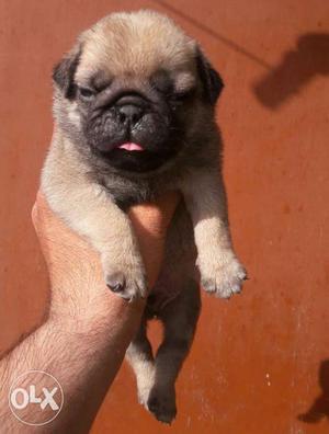 Excellent Quality Male Pug Fully Top Quality Sell