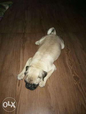 Fawn Pug In Pathankot