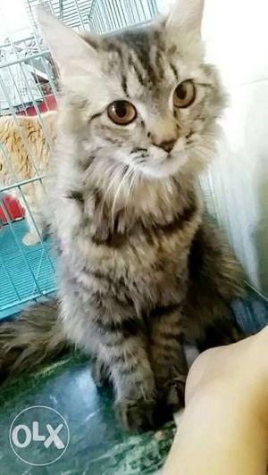 Female cat Persian cat 6 months old Grey,White
