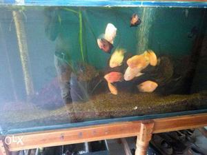 Fish and tank full set for sale