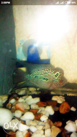 FlowerHorn Fish available
