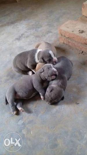 Four American Pitbull Terrier Puppies