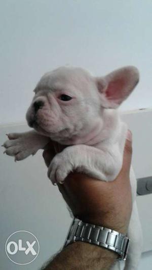 French bulldog female show quality for sale