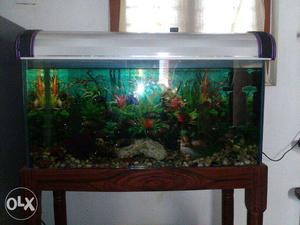 Full set aquarium with 35 karimeen fish mortar