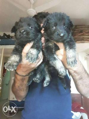 German Shepherd double coat puppies female