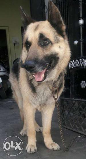 German shephert very nice dog... 2 year age...