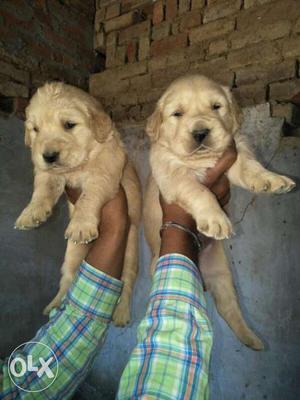 Golden retriever Female puppies available all