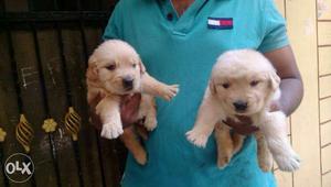 Golden retriever Female puppies available pure
