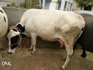 Good cow 12 litre milk in a day