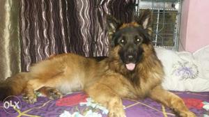 Gsd male avaiable only for matting kci paper