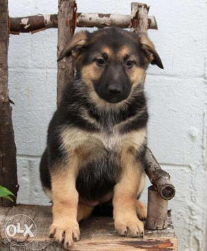 Heavy Quality German Shepherd pups available at mr. dog032