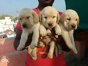 Heavy size lab puppy's available
