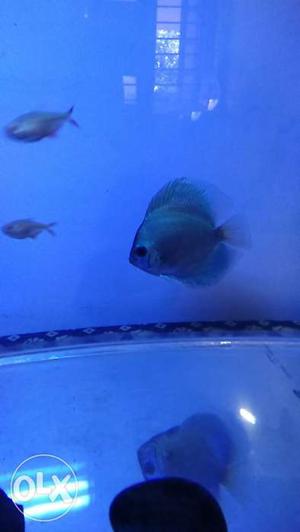 High quality discus for sale.low price.2discus