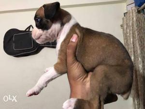 High quality healthy boxer puppy(male) available for