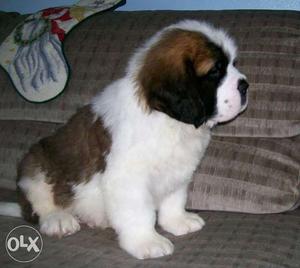 Humanity kennel;-saint bernard outstanding quality puppy for