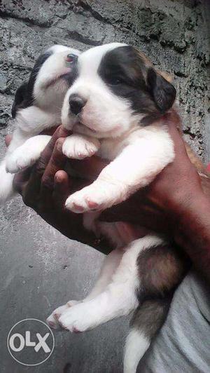 Humanity kennel;-saint bernard very heavy bone and big head