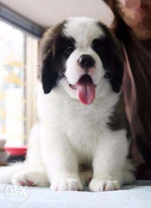 I have all guuud looking puppy specialy saint bernard