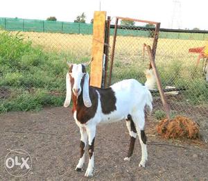 I want to sale my Sojat Goat