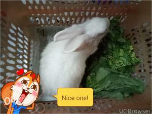 I want to sell my Rabbit. I stay in Mankhurd. It
