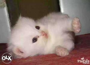 JAMNAGAR:-- Persian Kitten" Pomerian" Beagle" All