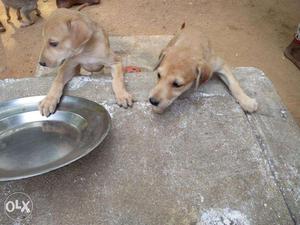 Kanni/Chipparai puppies for sale