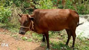 Kasargod kullan cow. Daily it will give 2 litre