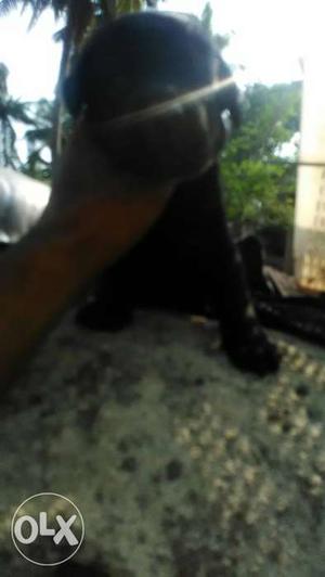 Lab female puppy4 black&1white
