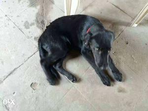 Labor dog pure black 2 months baby