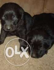 Labrador Puppy in /- urgent sell