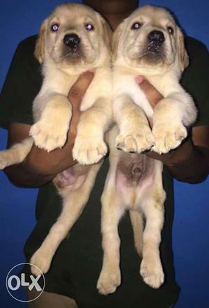 Labrador Retriever male Puppy for sale