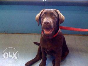 Labrador chocolate color puppy 5 months female for sell